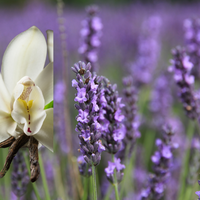 Vanilla Lavender Candle - 12oz