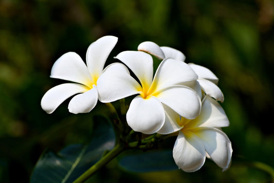 Sugar Plum Room Spray - Limited Edition Winter Fragrance